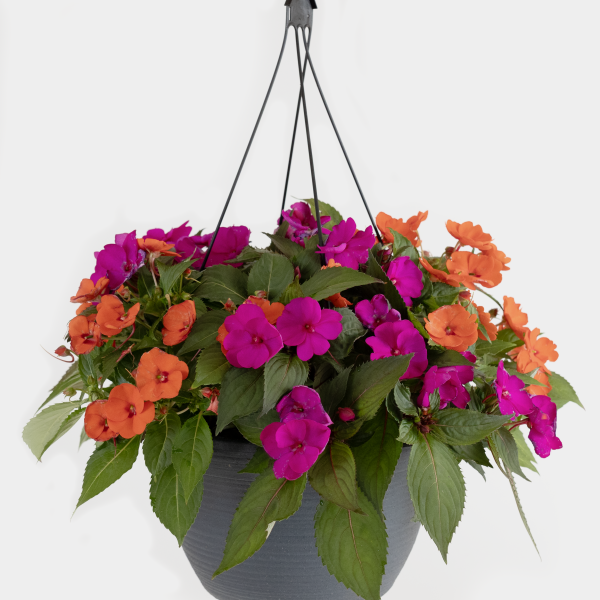 Sunpatien Hanging Basket
