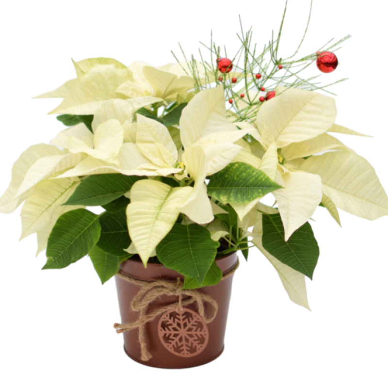 6 Inch Decorative Poinsettia - Same Day Delivery