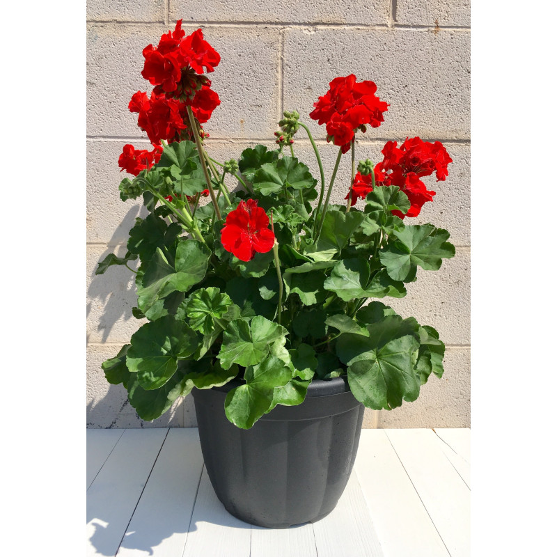 Geranium Pot - Same Day Delivery