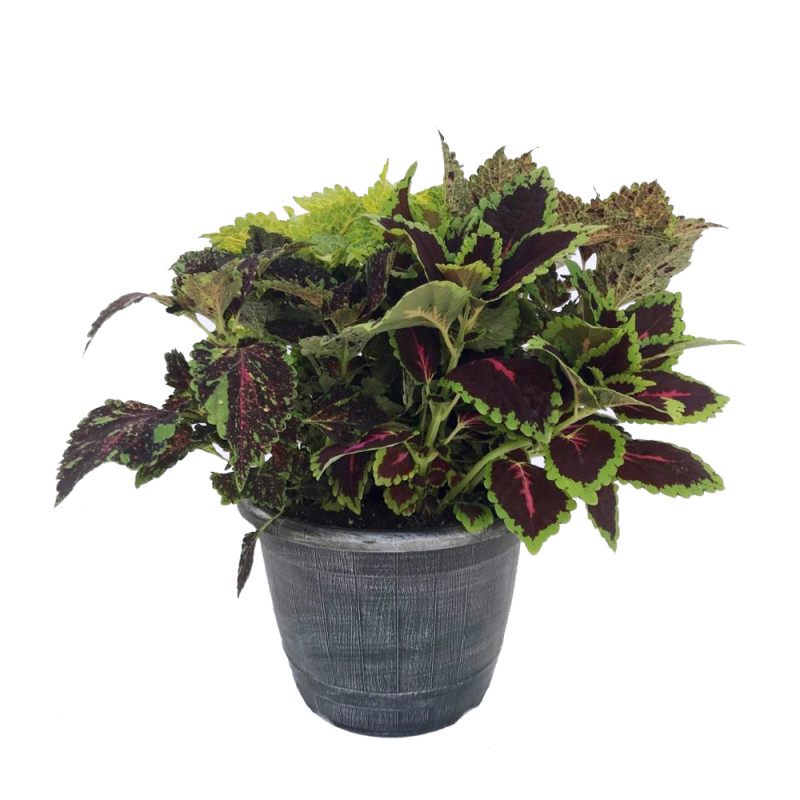 Coleus Tricolor Planter - Same Day Delivery
