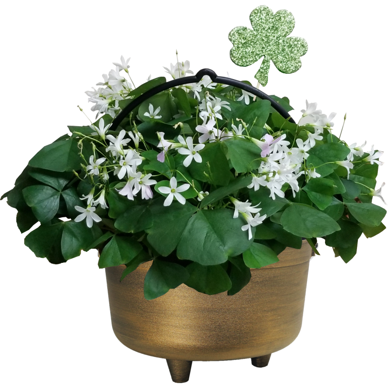 Pot of Gold Shamrock - Same Day Delivery