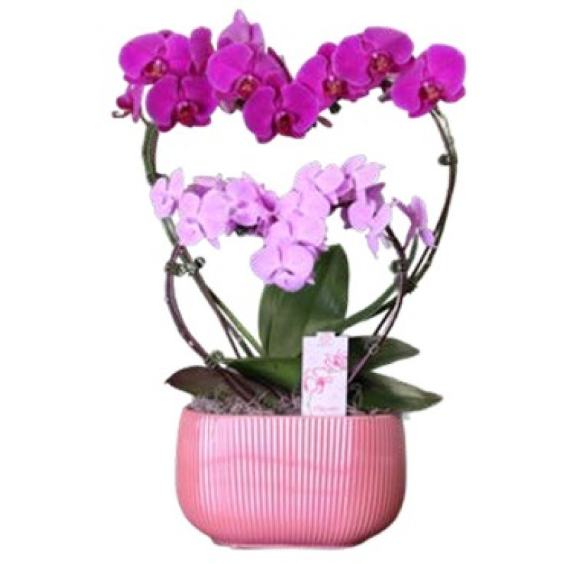Double Heart Orhcid - Same Day Delivery