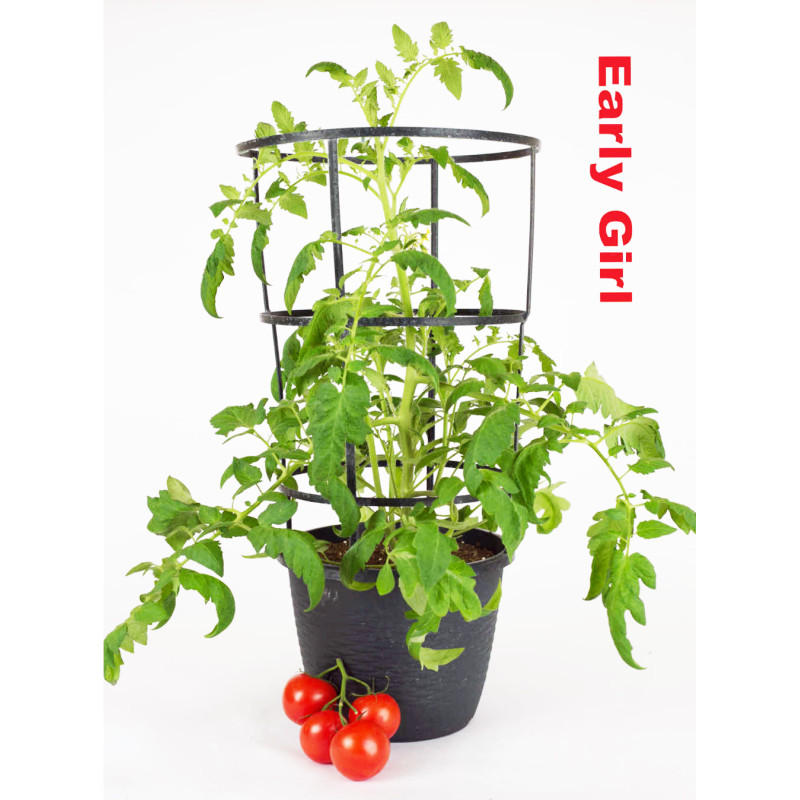 Early Girl Tomato Plant - Same Day Delivery