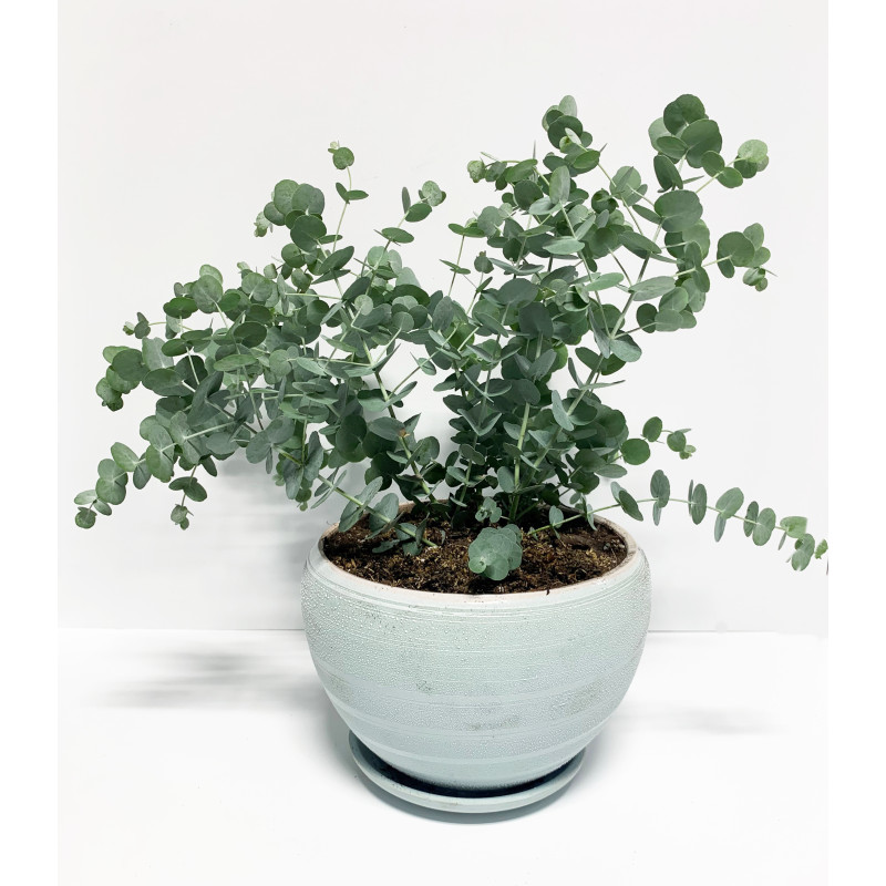 Eucalyptus Plant - Same Day Delivery
