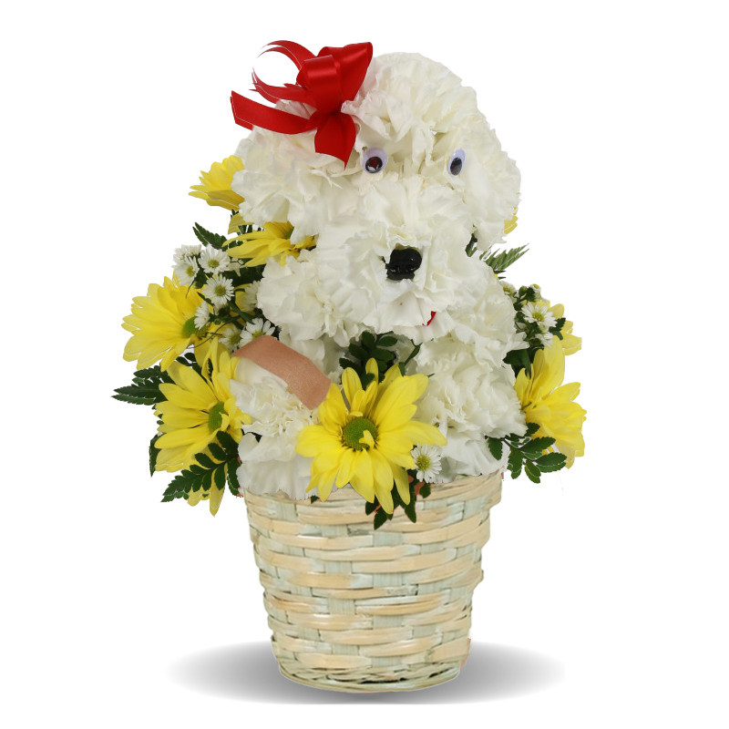 Get Doggone Well - Same Day Delivery