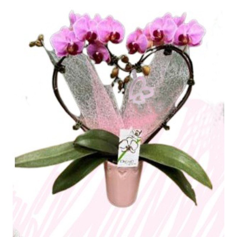 Heart Shaped Orchid - Same Day Delivery