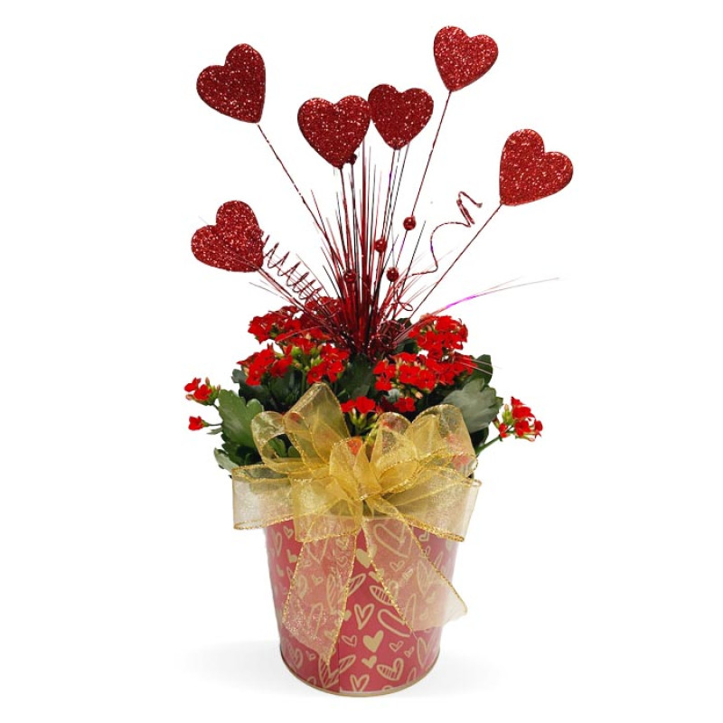 Heart of Gold Kalanchoe - Same Day Delivery