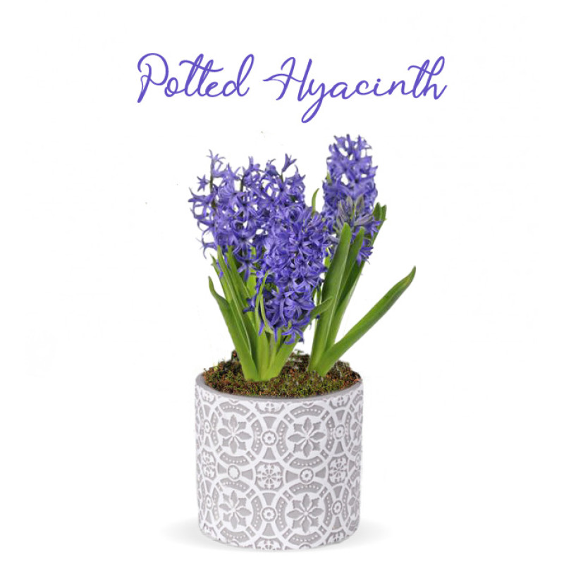 Hyacinth in a Stamped Round Pot - Same Day Delivery