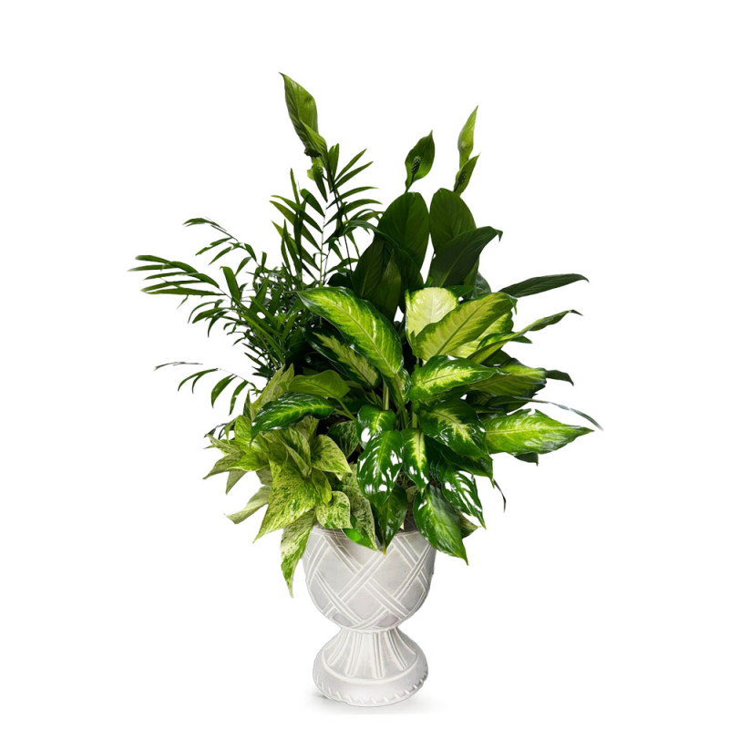 Mixed Planter Garden Tribute - Same Day Delivery