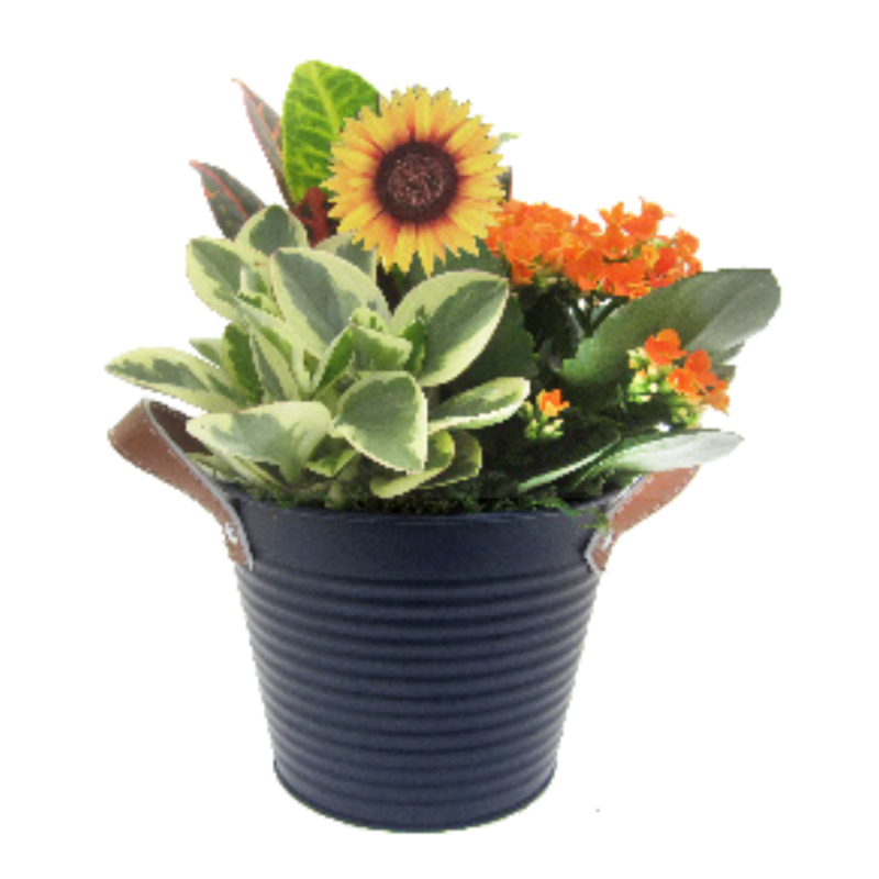 Harvest Midnight Tin - Same Day Delivery