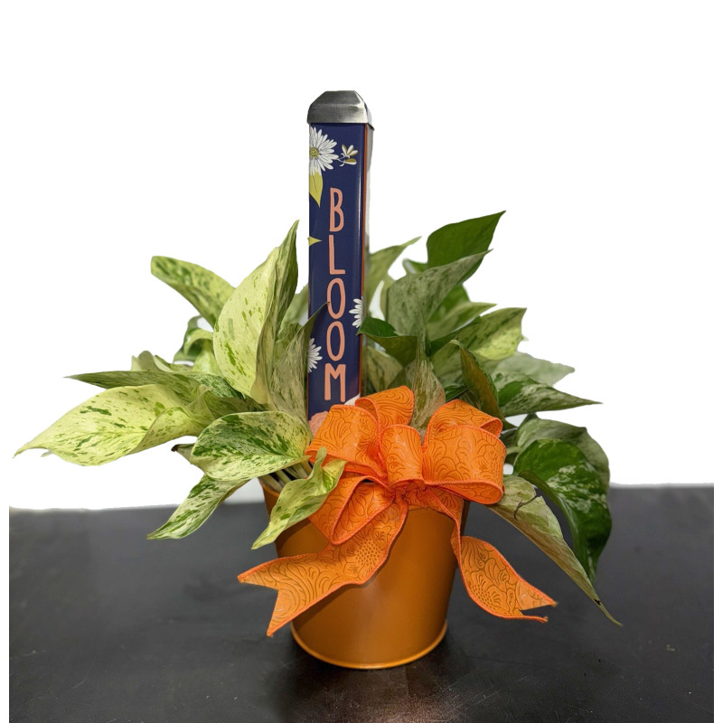 Pothos with Bloom Mini Pole - Same Day Delivery
