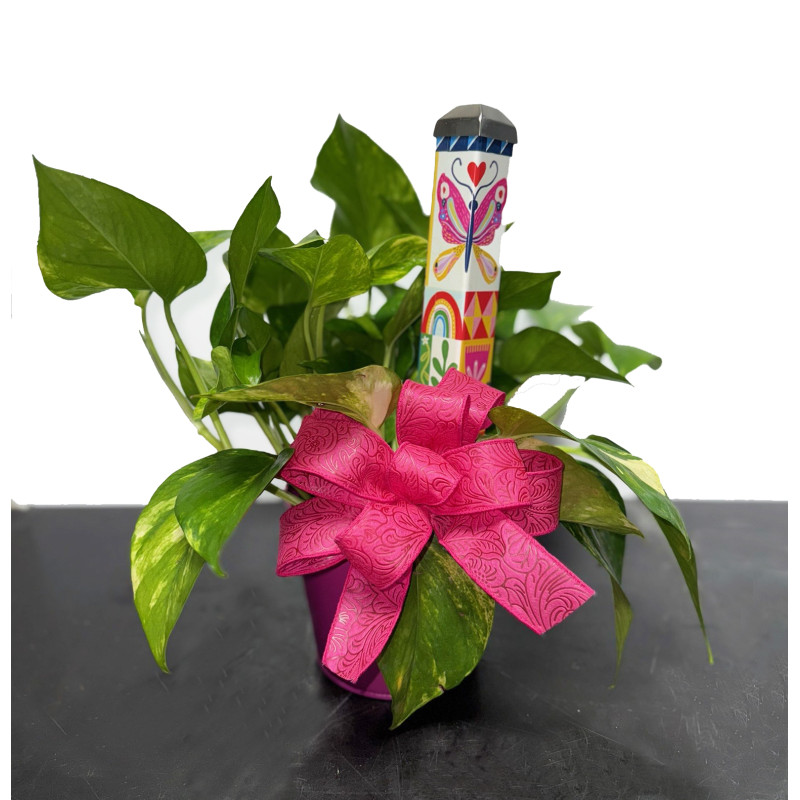 Pothos with Butterfly Mini Pole - Same Day Delivery