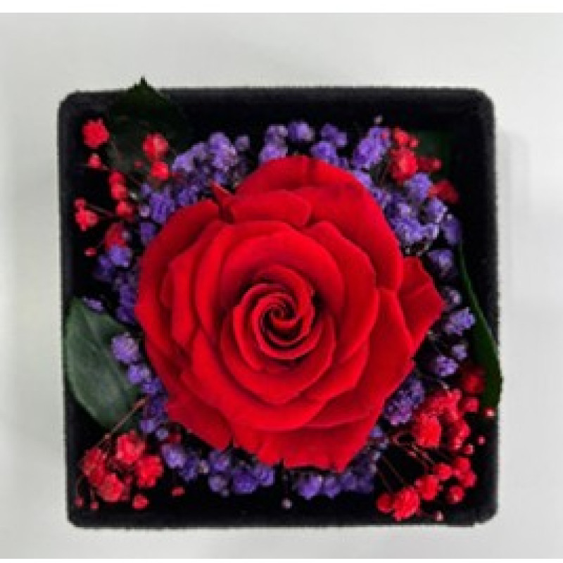 Preserved Red Rose and Purple Accents Boxed - Same Day Delivery