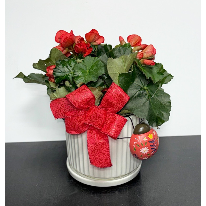 Red Rieger in Sleek White Pot - Same Day Delivery