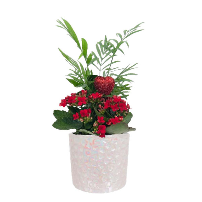 Shimmer Planter - Same Day Delivery