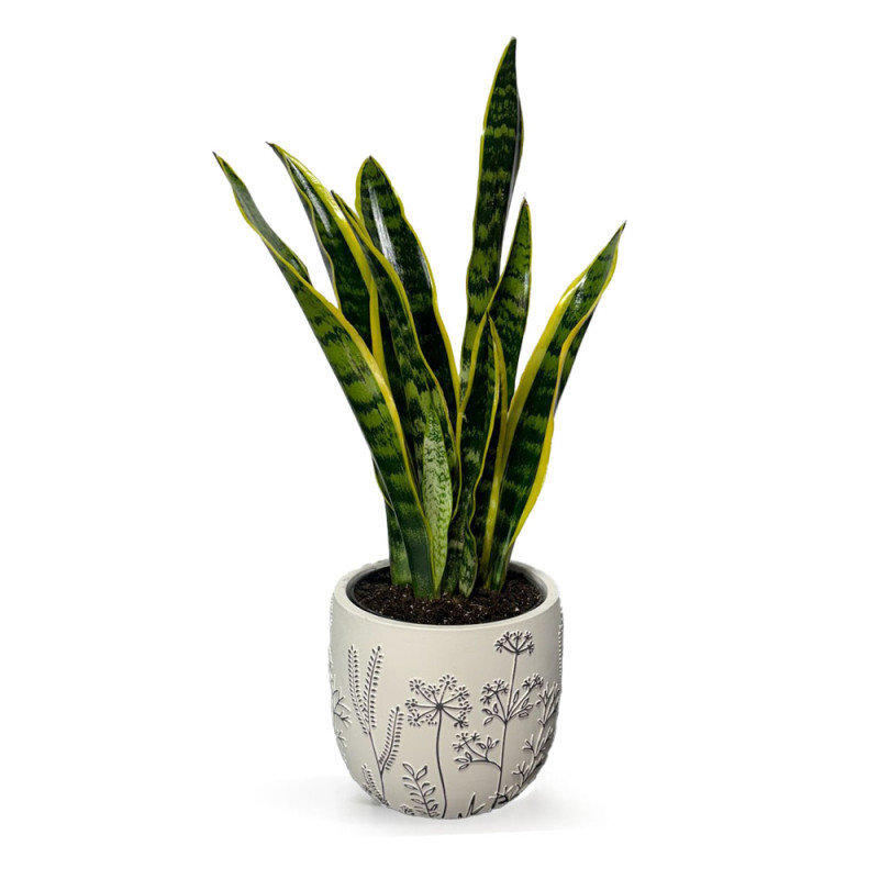 Snake Plant in Six Inch Pot - Same Day Delivery