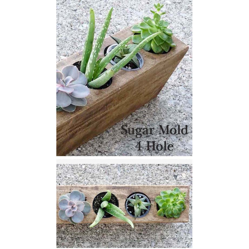 Sugar Mold Succulent Planter - Same Day Delivery