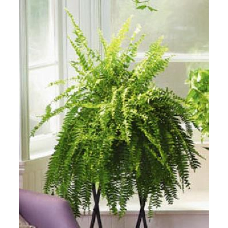 Fern - Same Day Delivery