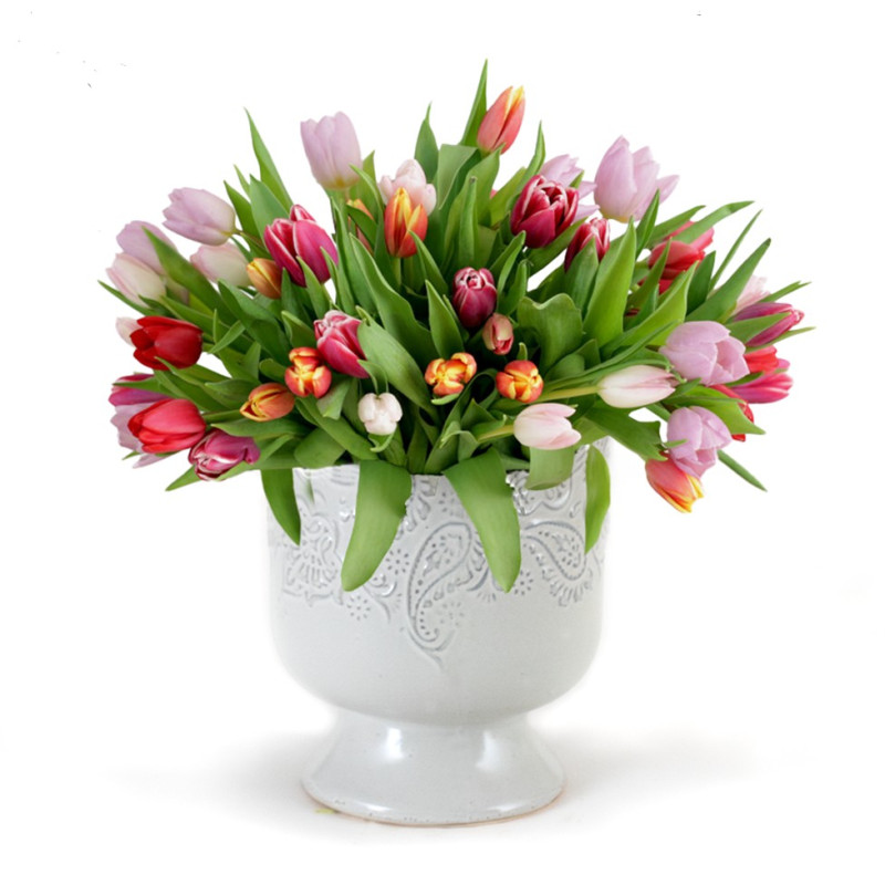 Tulips in Paisley - Same Day Delivery
