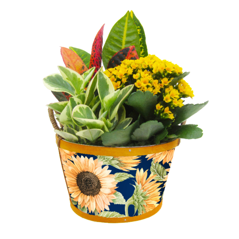 Vincent Sunflower Planter - Same Day Delivery