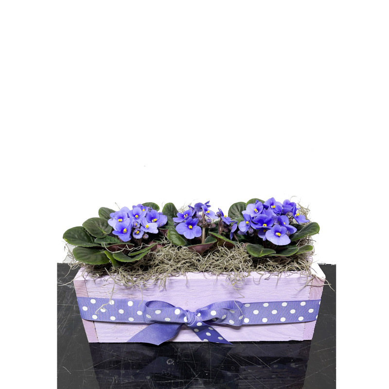 Violet Trio Box - Same Day Delivery