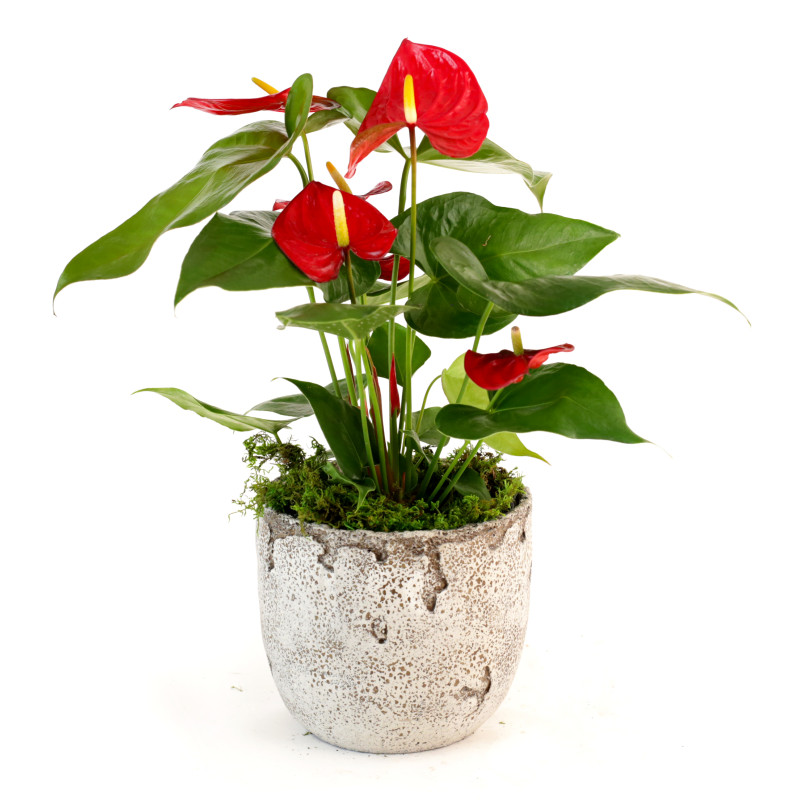 Anthurium Plant in Ceramic Pot - Same Day Delivery