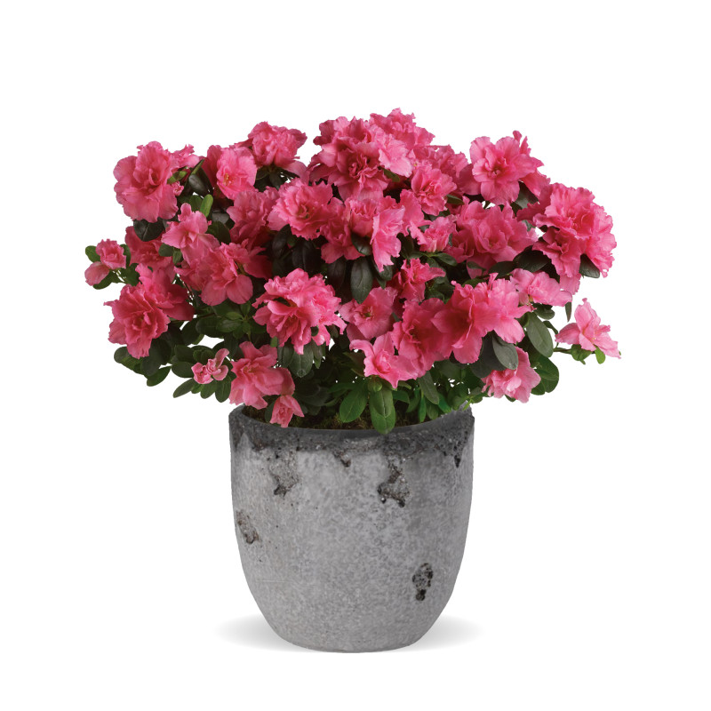 Potted Azalea Plant - Same Day Delivery