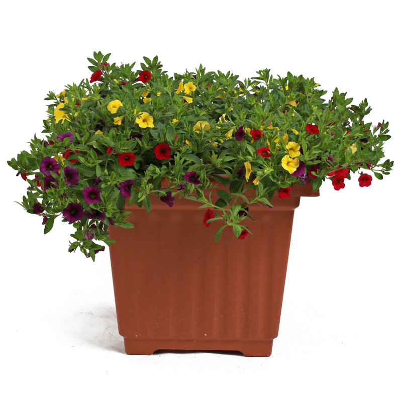 Mixed Patio Pot - Same Day Delivery