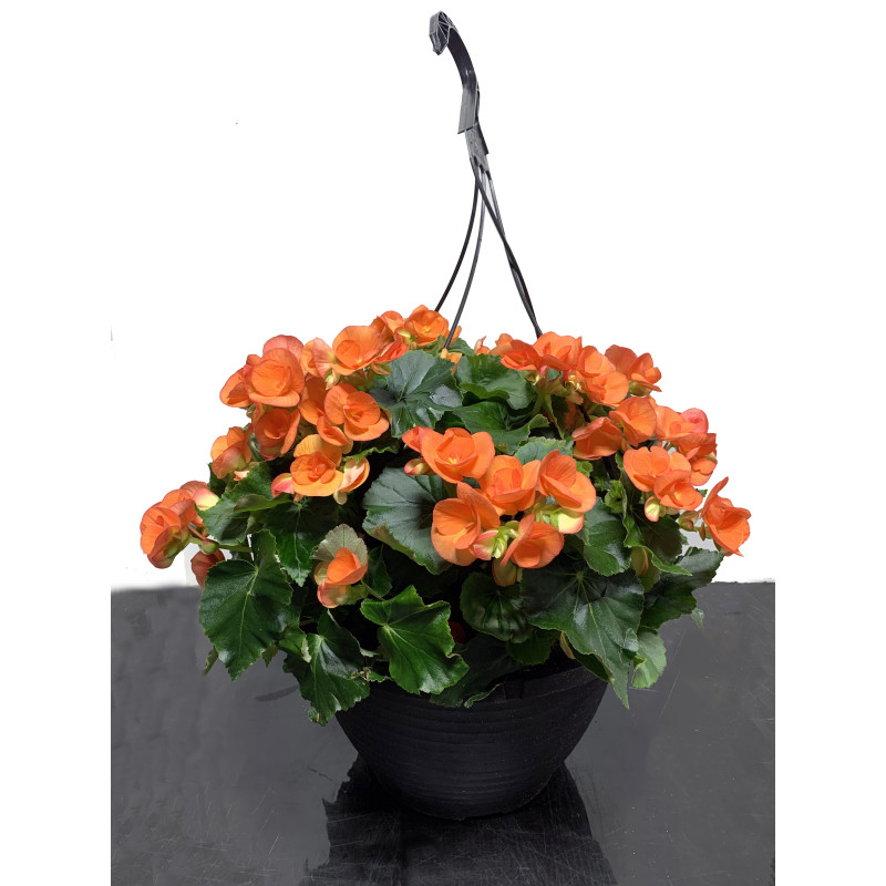 Begonia Hanging Basket - Same Day Delivery