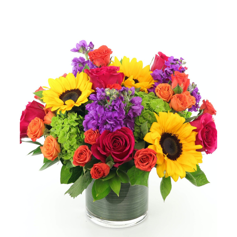 Color Splash - Same Day Delivery