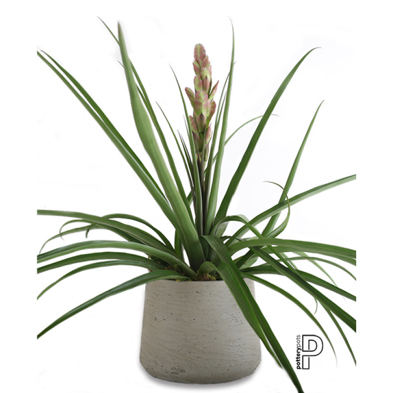 Tillandsia Antonio Pink Bromeliad - Same Day Delivery