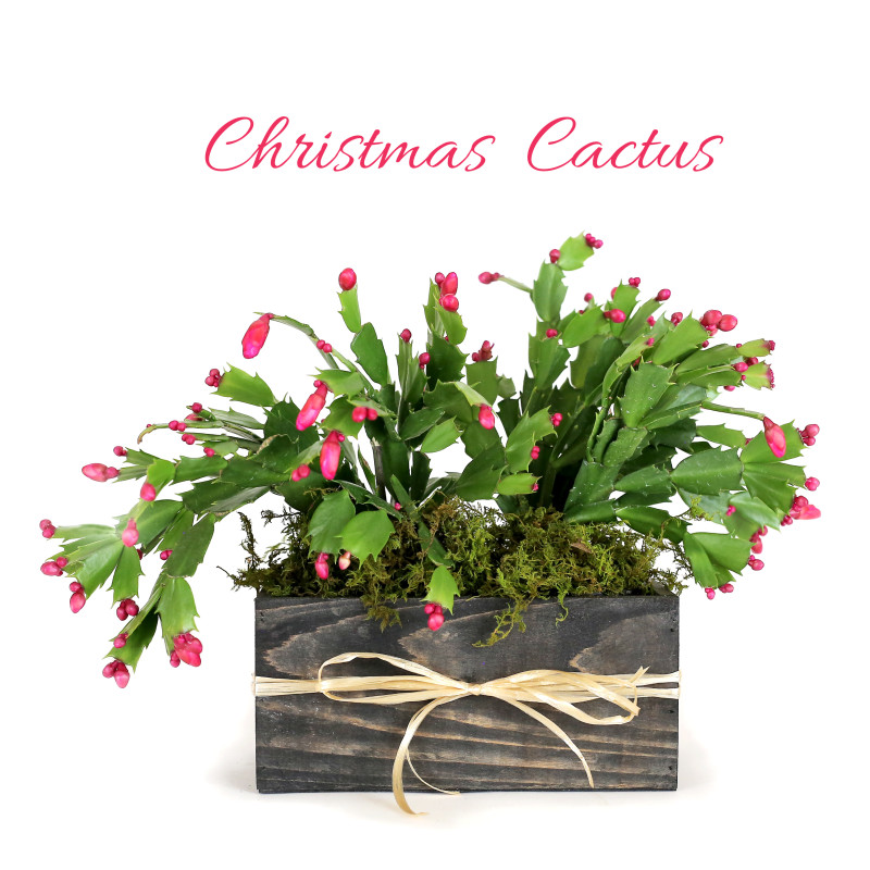 Beautiful Christmas Cactus - Same Day Delivery