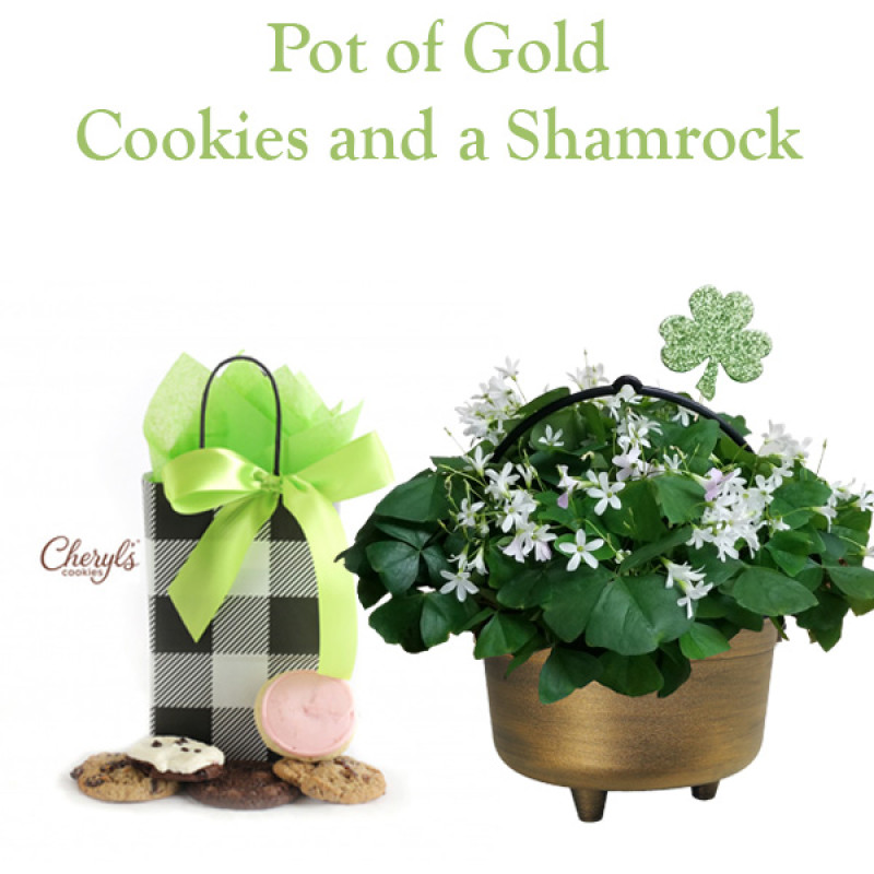 Pot of Gold Shamrock - Same Day Delivery