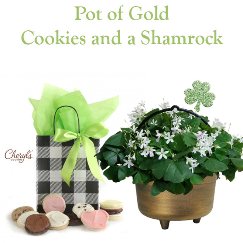 Pot of Gold Shamrock - Same Day Delivery
