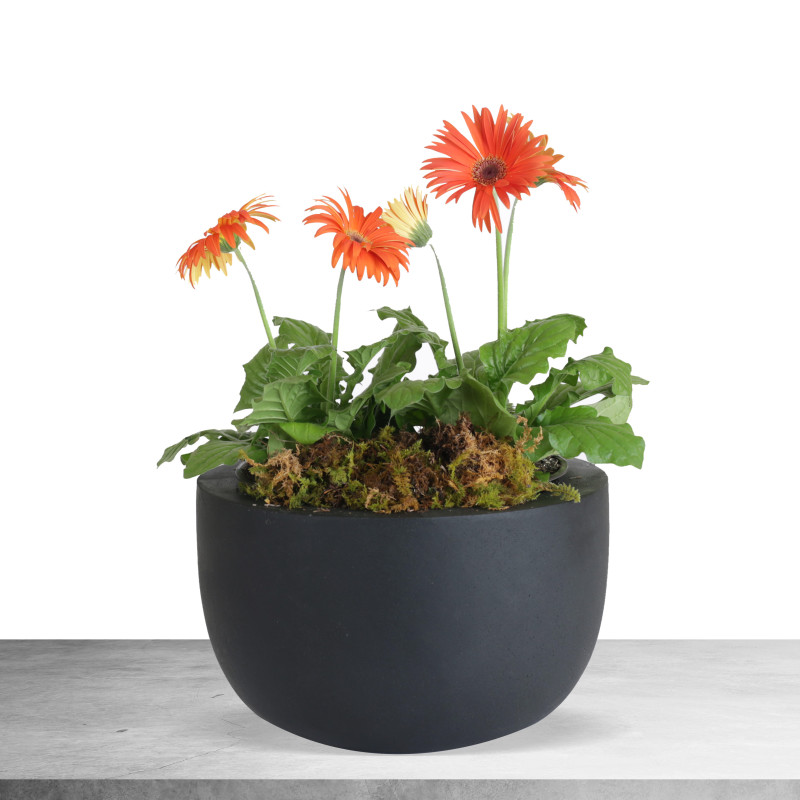 Deluxe Gerbera Daisy Planter - Same Day Delivery