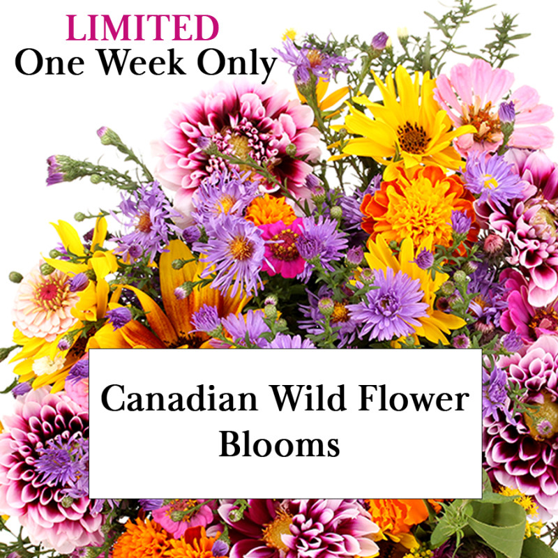 Canadian Wild Flower Blooms - Same Day Delivery