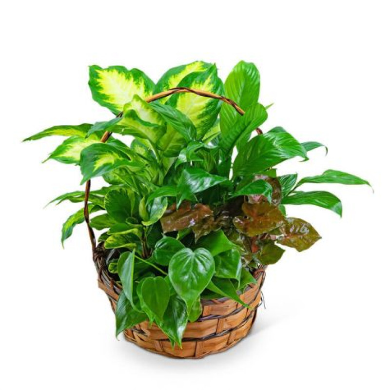 Emerald Garden Basket - Same Day Delivery