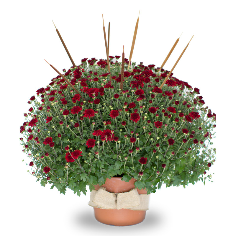 Colossal Harvest Mum - Same Day Delivery