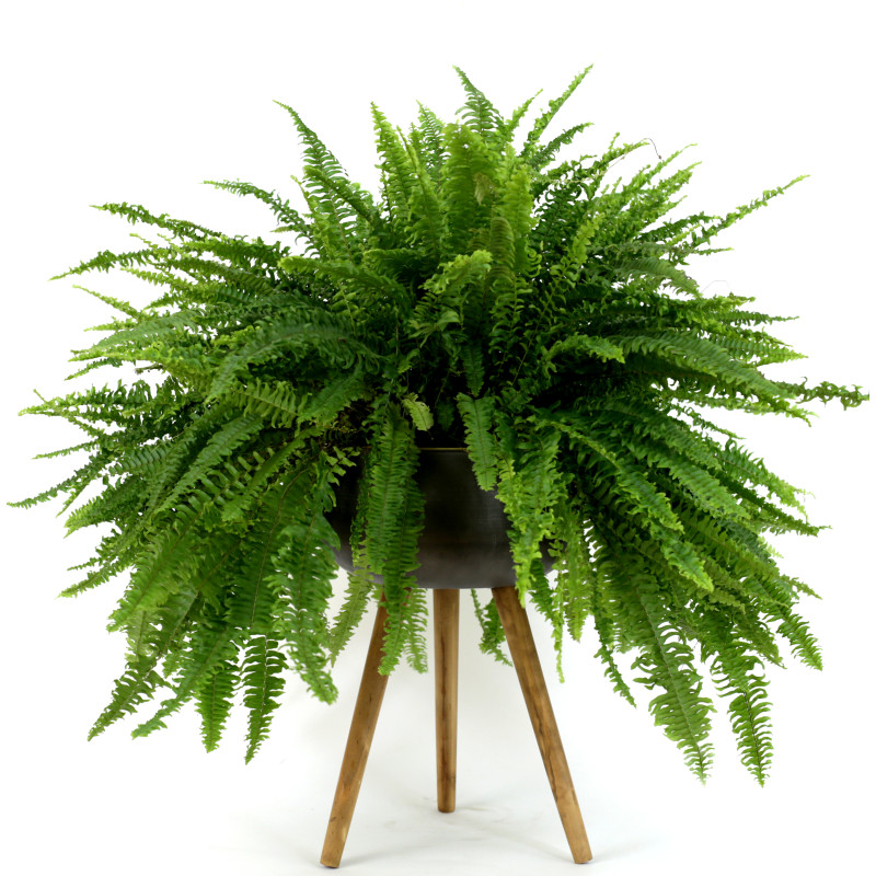 Large Hanging Boston Fern - Same Day Delivery