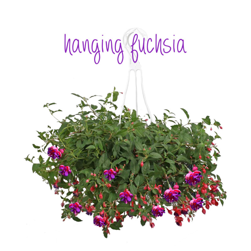 Hanging Fuchsia basket - Same Day Delivery