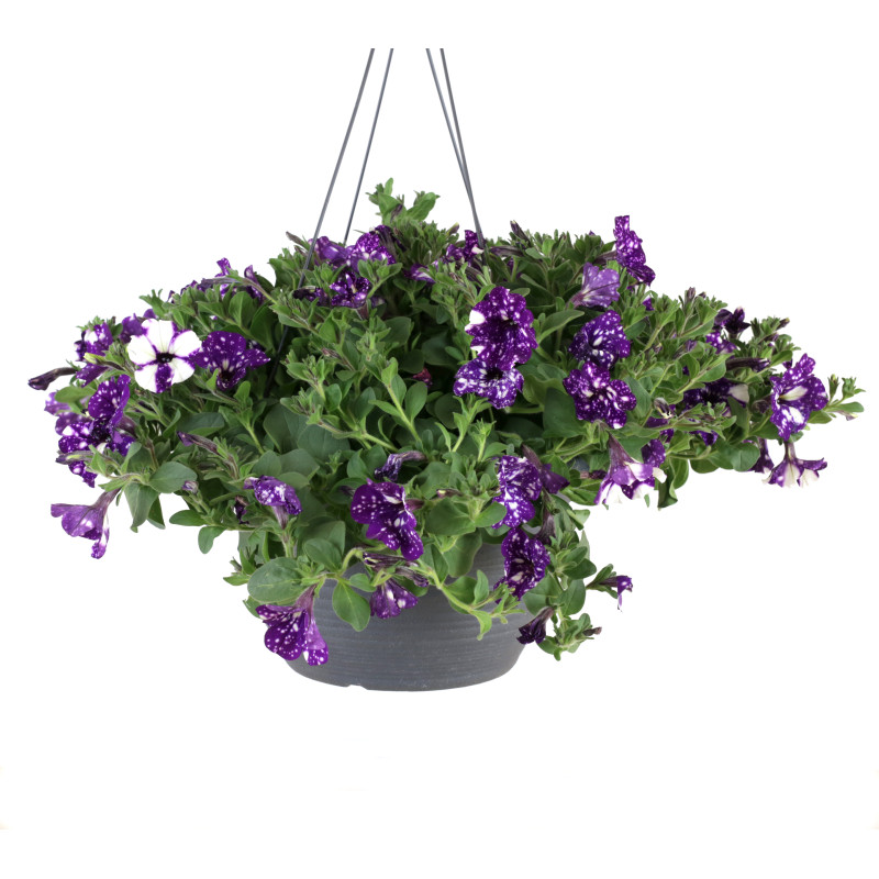 Hanging Night Sky Petunia (Rare) - Same Day Delivery