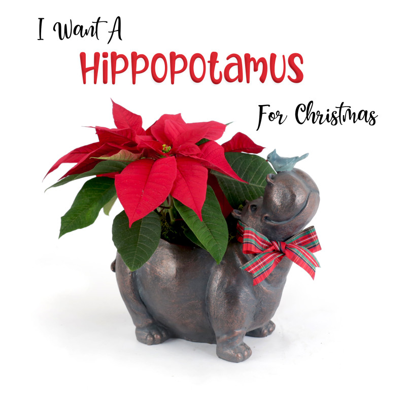 Hippopotamus for Christmas - Same Day Delivery