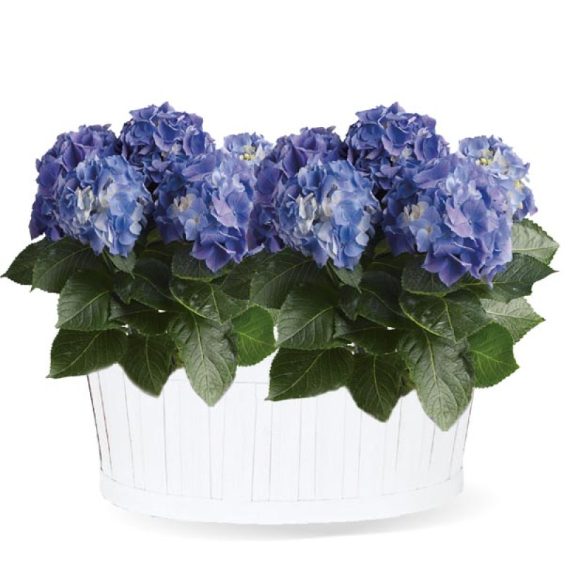 Bubbly Blue Hydrangeas - Same Day Delivery