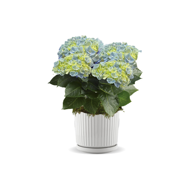 Blue Hydrangea in White Ridge Pot - Same Day Delivery