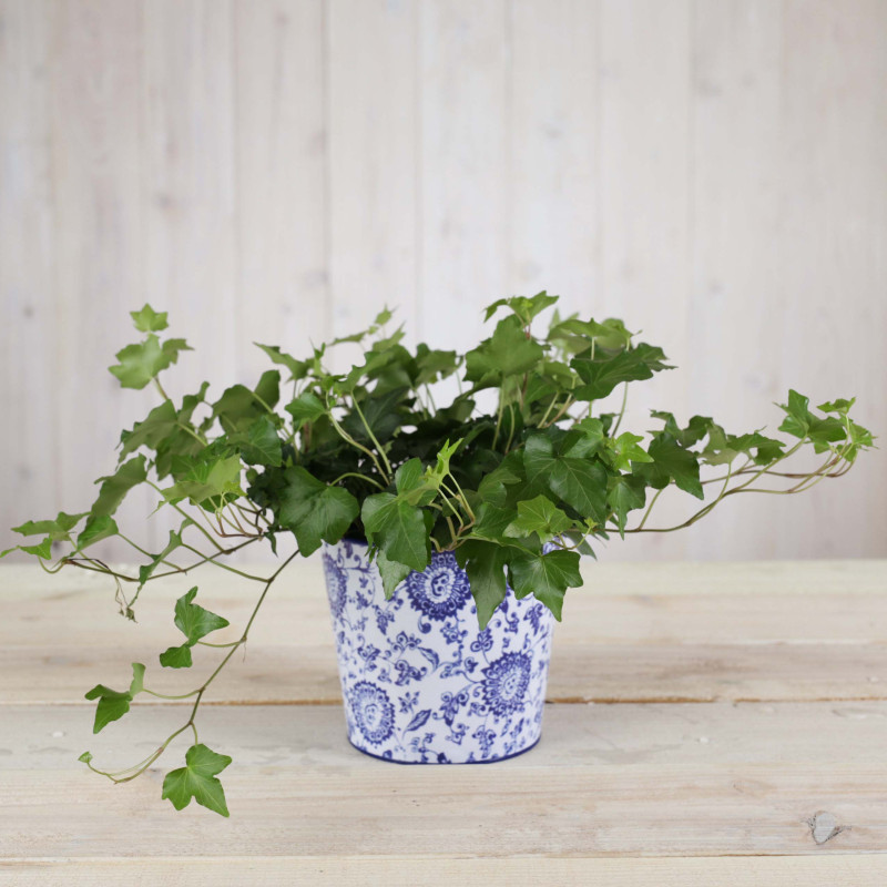 Stylish Garden Ivy - Same Day Delivery