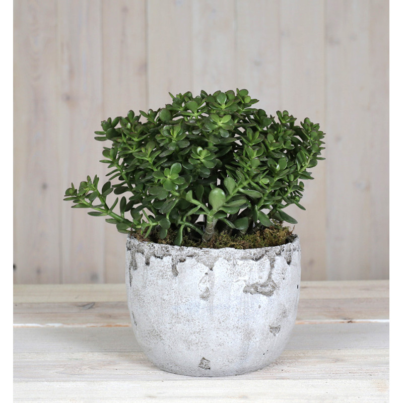 Jade Vibes - Same Day Delivery