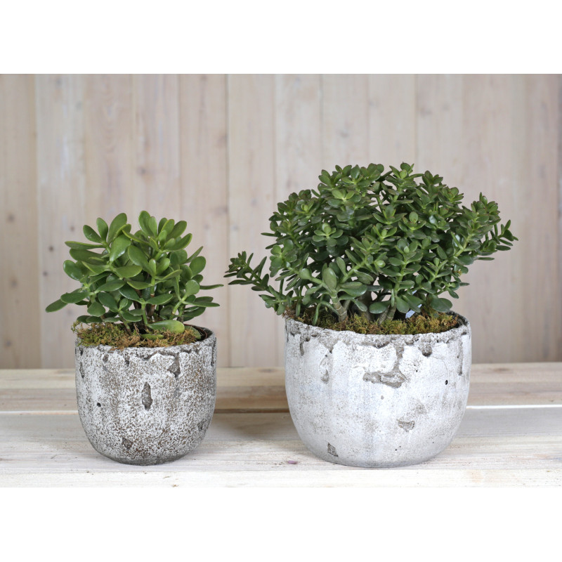 Jade Vibes - Same Day Delivery