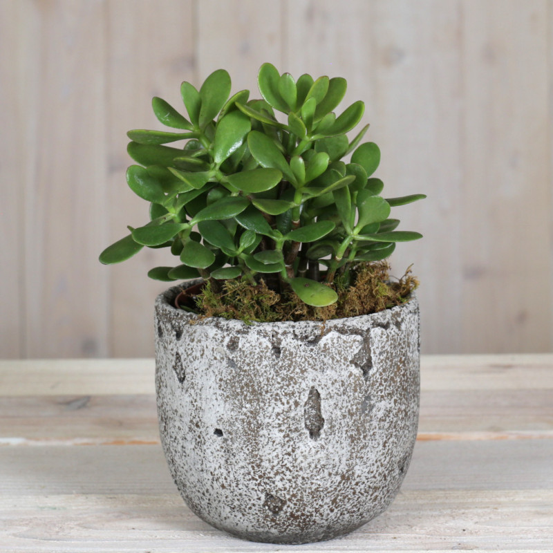 Jade Vibes - Same Day Delivery