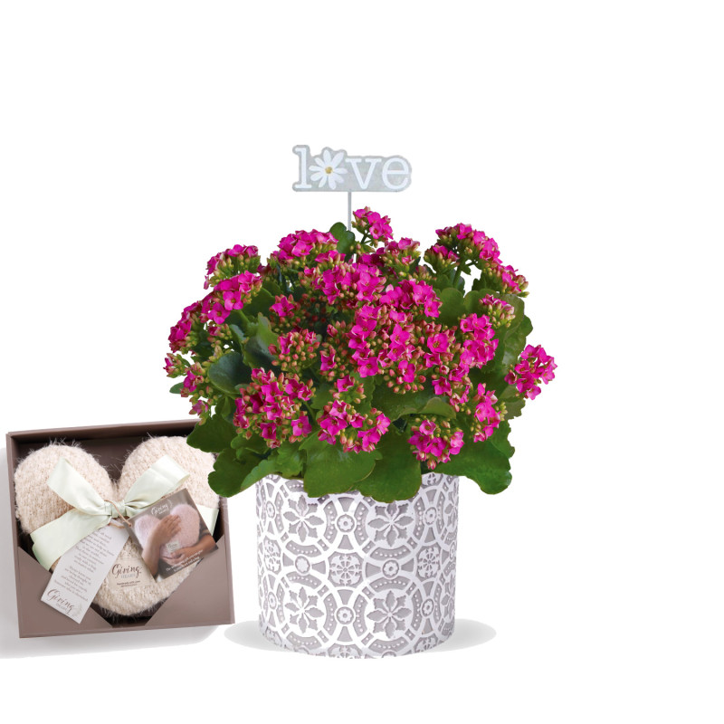 Kalanchoe Plant - Same Day Delivery