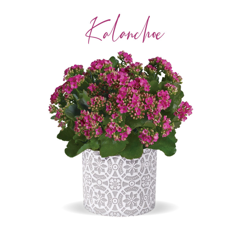 Kalanchoe Plant - Same Day Delivery
